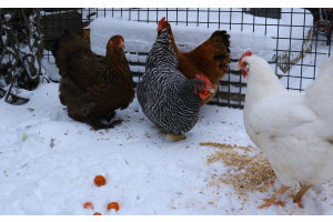 Kippen houden in de winter