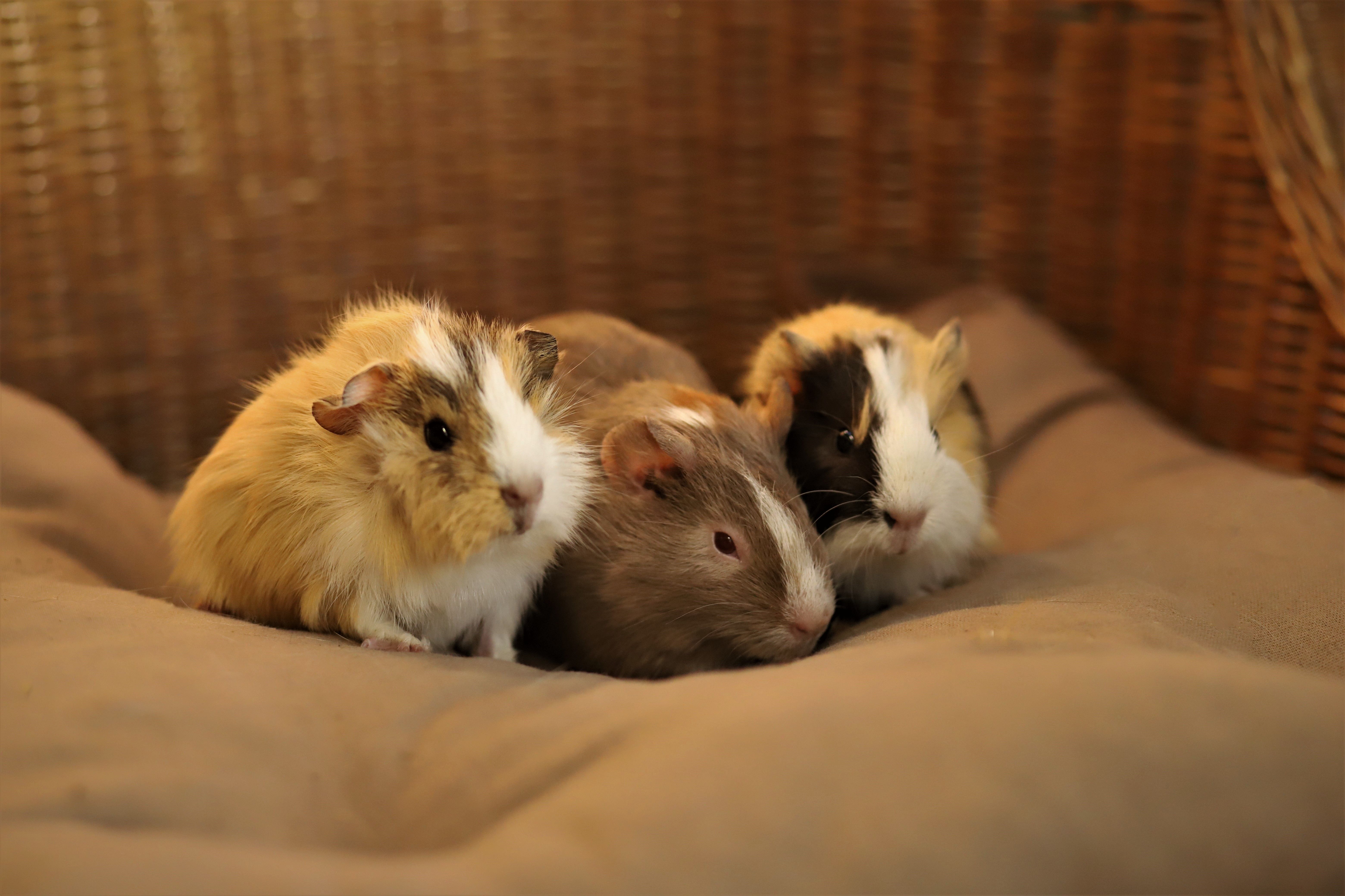 Cavia pension