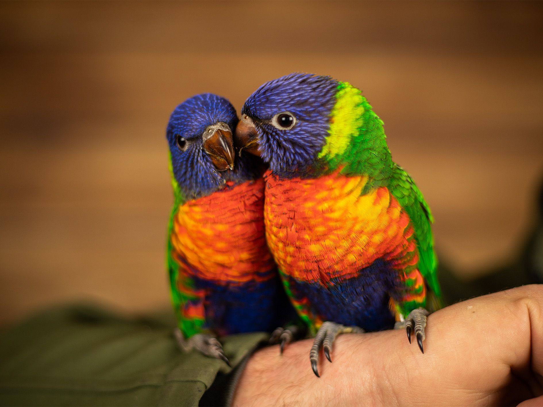 Soorten vogels