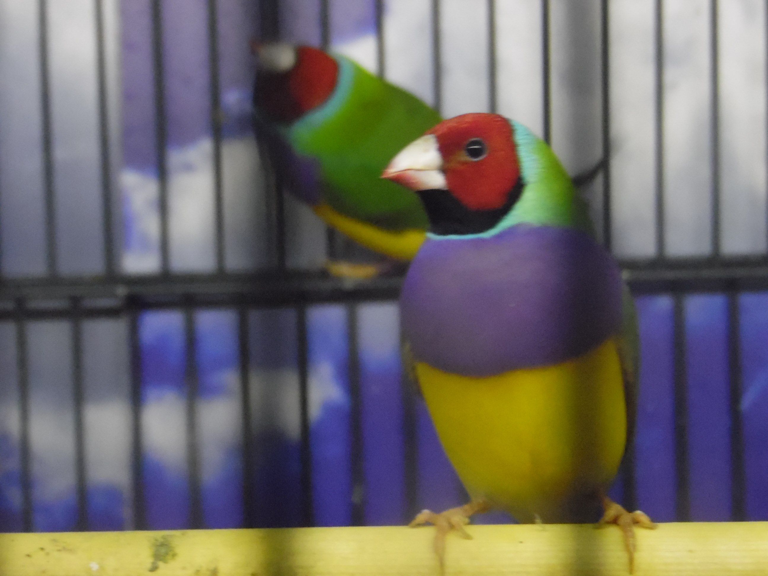 Tropische vogels en kanaries Tropische vogels en kanaries