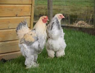 Grote kippen Grote kippen