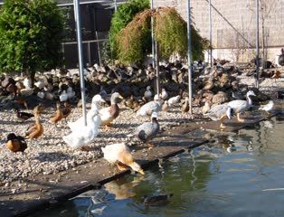 Watervogel