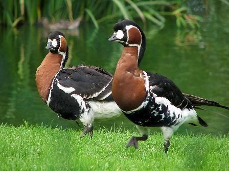 Soorten watervogels