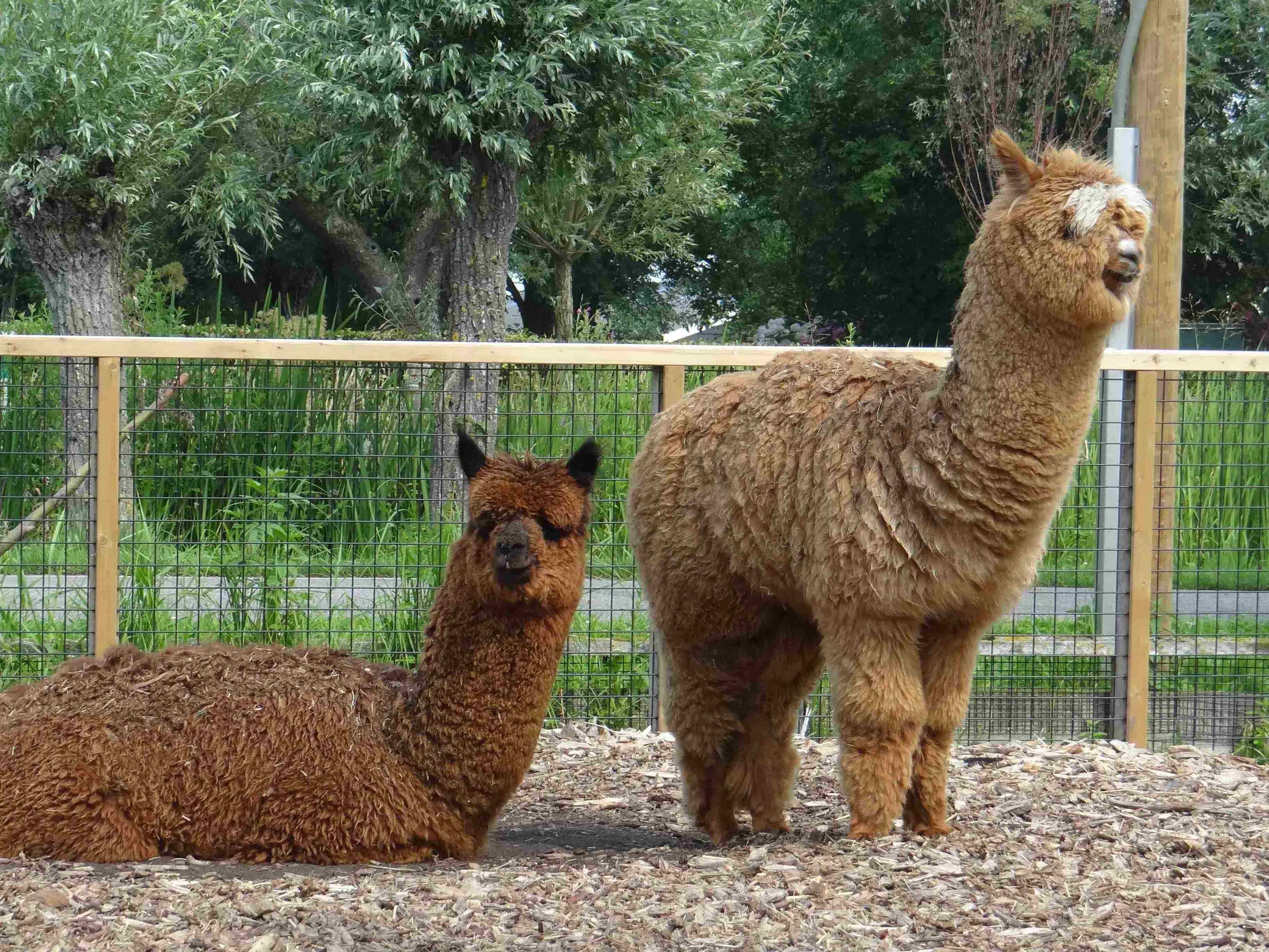 Alpacas