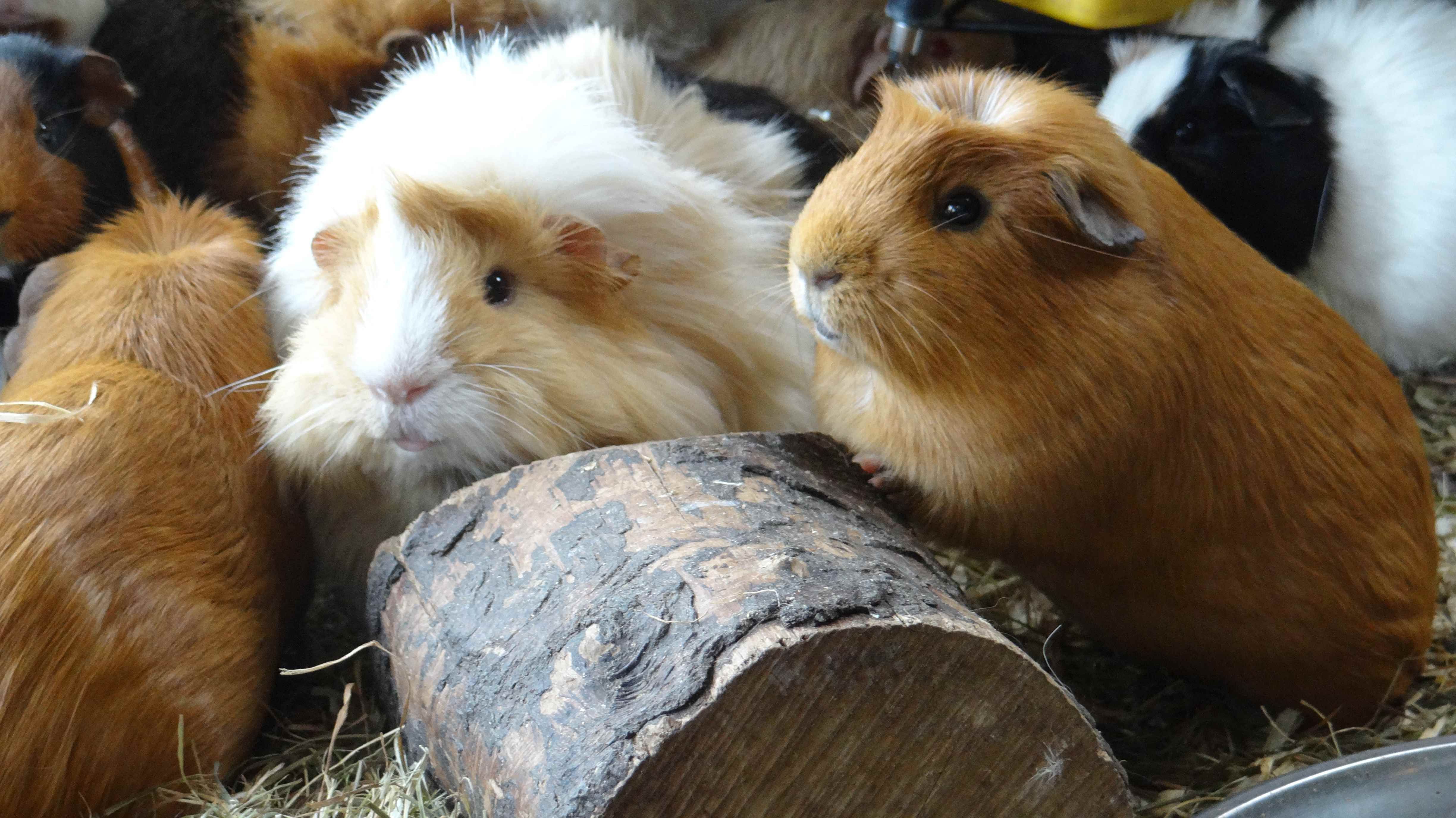 Cavia's