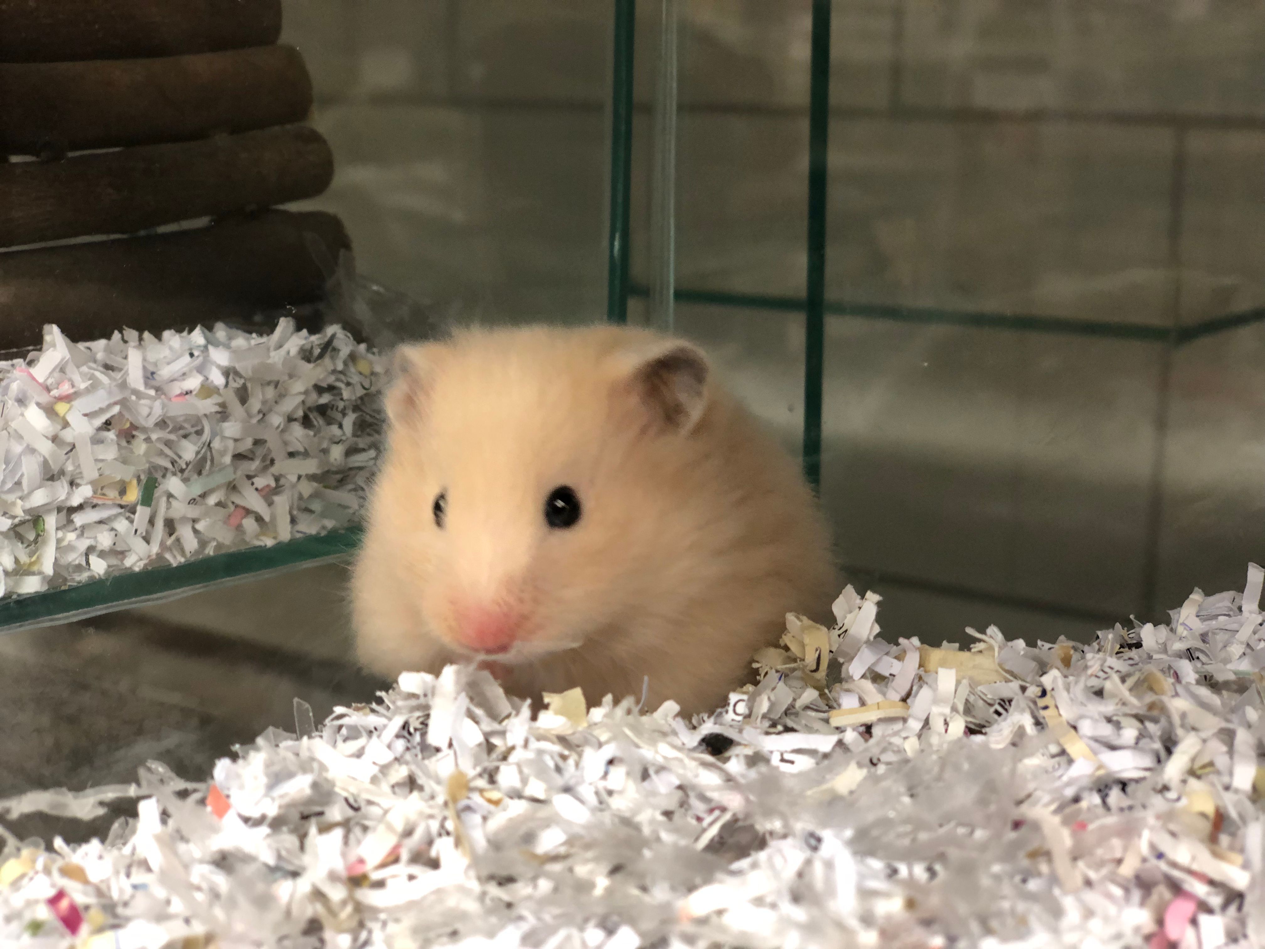 Hamsters