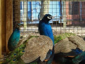 Blauwe pauw