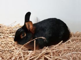 Black & Tan konijn