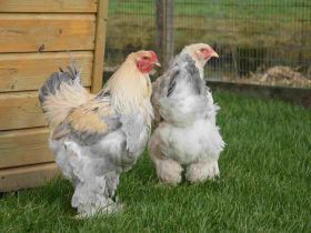 Brahma groot Isabel