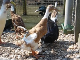 Indische Loopeend