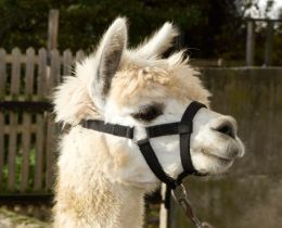 Alpaca halster

