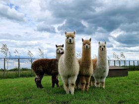Alpaca