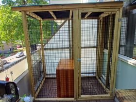 Kattenren op een balkon