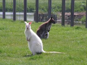 Bennett Wallabie