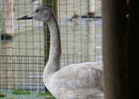 Kleine zwaan