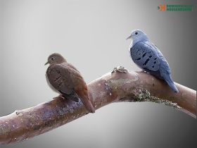 Blauwe Grondduif