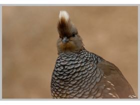 Blauwschub kwartel