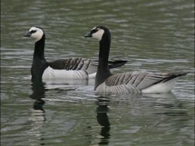 Brand gans