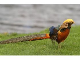 Goudfazant haan