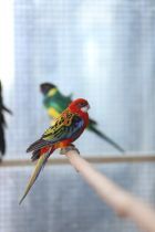 Pracht Rosella
