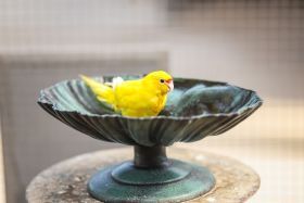 Kakariki
