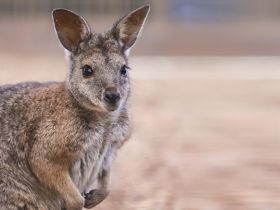 Parma Wallaby