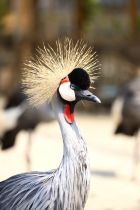 Kroonkraanvogel
