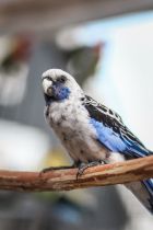 Pennant Rosella