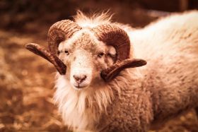 Ouessant schaap