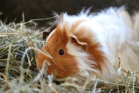 Cavia Borstel