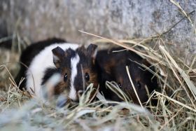 Cavia gladhaar
