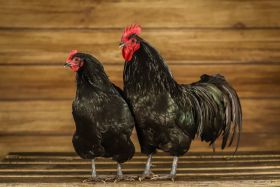Australorp groot,Australorp groot,Australorp groot,Australorp groot,Australorp groot