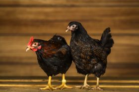 Barnevelder kriel