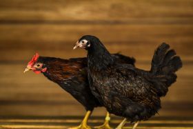 Barnevelder