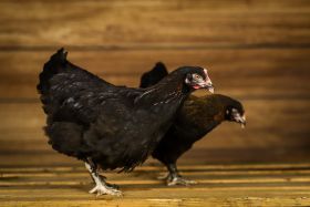 Marans