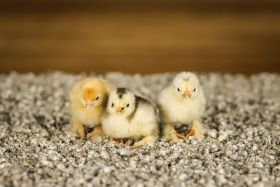 Cochin kuikens
