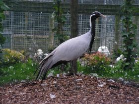 Jufferkraanvogel