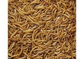 Gedroogde Meelwormen 2.5L