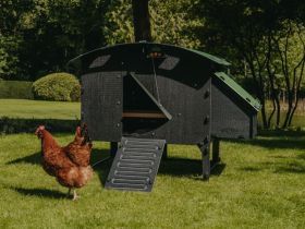 Kippenhok Nestera op pootjes L