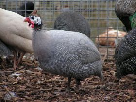 Parelhoender