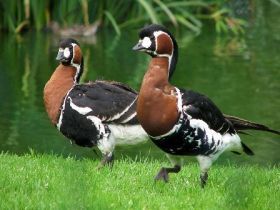 Roodhals gans