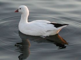 Ross' gans