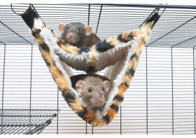 Hangmat voor ratten & fretten