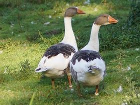 Twentse Landgans