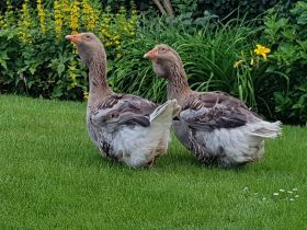 Toulouse gans