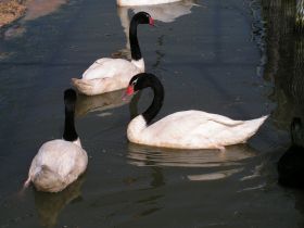 Zwarthals zwaan