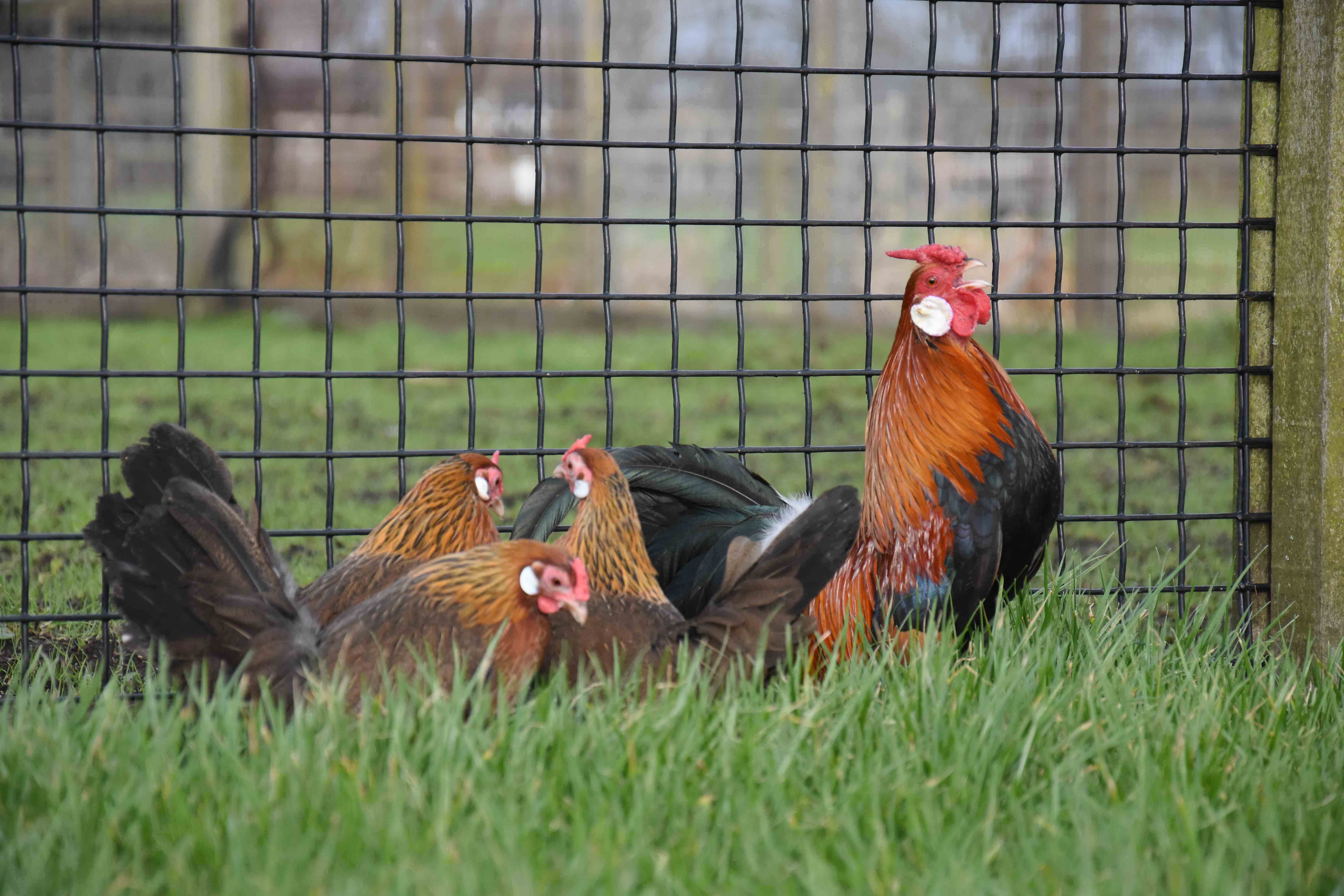 Kippen houden | Hoogendoorn